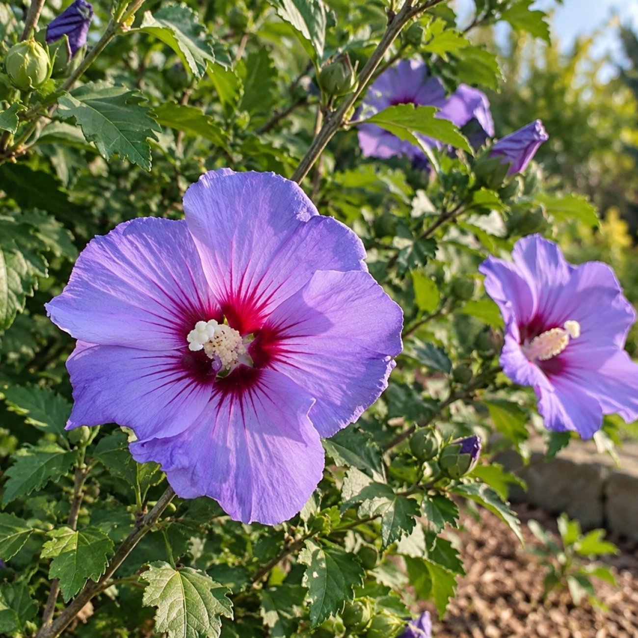 Obrázok Ibištek sýrsky (Hibiscus syriacus) ‘OISEAU BLEU’ – výška 10-20 cm, kont. C2L